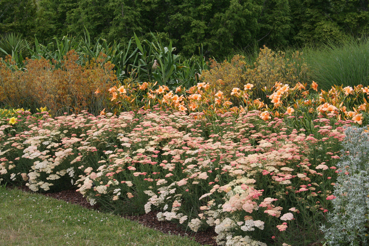 Achillea 'Salmon Beauty' (1)